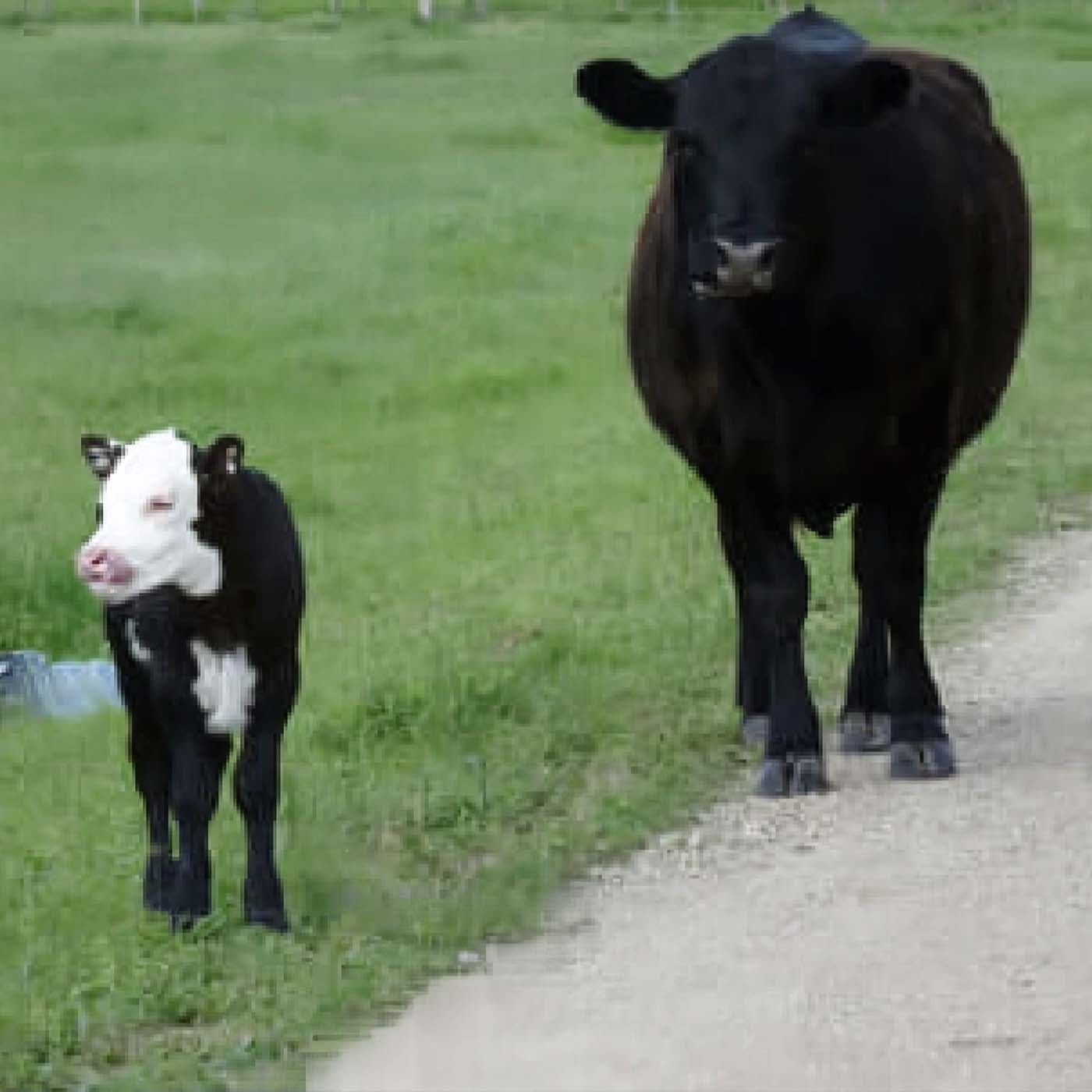 Cows standing in a grassy pasture.